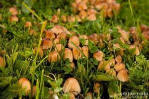 Zahrada ubytování Cabana Mariuca Fundata