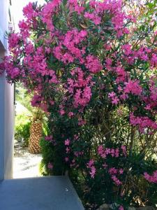 un ramo de flores rosas en un arbusto en Apartment Lavanda en Molat