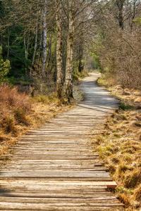 a wooden path in the middle of a forest at Boarding & HOUSE T24 in Bad Wurzach