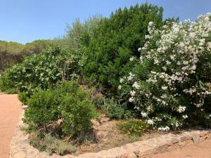 eine Reihe von Büschen mit weißen Blumen und Gras in der Unterkunft Hotel Club Ragno D'oro in Aglientu