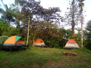 three tents sitting in the grass near trees at La Salamandra in Ladrilleros +32 photos