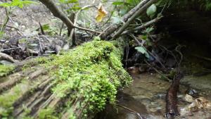 a rock covered in green moss in a forest at Baiulescu apartments in Braşov