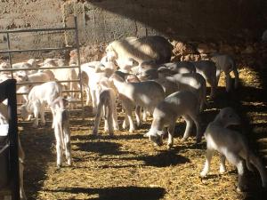 Animales en el apartamento o alrededores