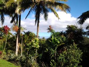 a group of palm trees in a garden at Lava Tree Tropic Inn in Pahoa