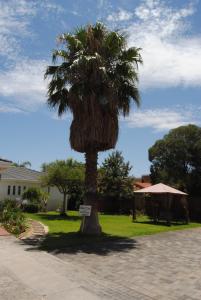 a palm tree in the middle of a driveway at Villa D este in Kimberley