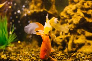 zwei Goldfische in einem Aquarium mit einem anderen Fisch in der Unterkunft Respect Hotel in Wolschki