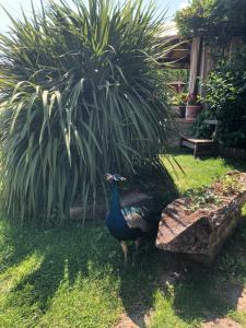 Zahrada ubytování Agriturismo La Baita