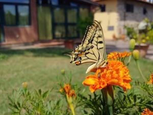 un papillon est assis sur une fleur orange dans l'établissement La Fattoressa, à Florence