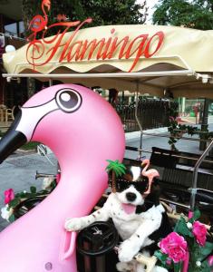 Fotografie z fotogalerie ubytování Hotel Flamingo v destinaci Gatteo a Mare