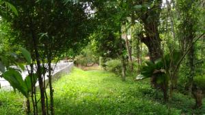einen Weg durch einen Wald mit grünem Gras und Bäumen in der Unterkunft Philip Mary Farm Stay in Thekkady