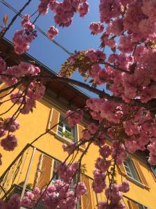 un árbol con flores rosas delante de un edificio en LIBERTY ROOM AND BREAKFAST, en Borgo Val di Taro