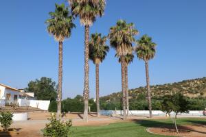 grupa palm w parku w obiekcie Monte da Graça w mieście Elvas