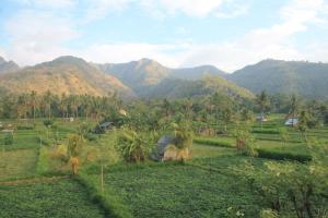 a field with palm trees and mountains in the background at Dayuh Homestay in Amed