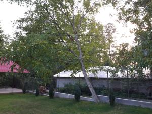 un árbol en un patio junto a una valla en Casa Valea Morilor, en Eftimie Murgu