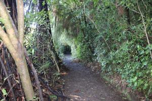 a trail in the jungle with a tunnel of trees at Waitomo Caves Guest Lodge in Waitomo Caves