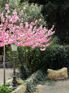 Vonkajšia záhrada v ubytovaní Candalù - Villa Giardinata