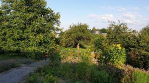 um jardim com muitas plantas e flores em Agroturystyka u Joli em Pacanów