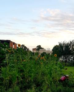 a field filled with lots of green grass and flowers at Rose Hotel B&B in Patara