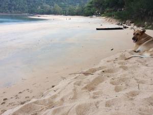a dog laying in the sand on a beach at Starlight Beach Resort in Ko Phayam