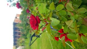 a red flower on a tree with green leaves at Rose Hotel B&B in Patara