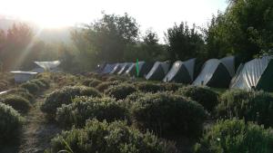 Foto dalla galleria di Lavander Garden Camping a Răscruci