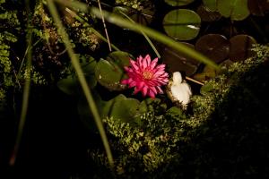 a bird is standing next to a pink flower at Lirma B&B in Cefalù