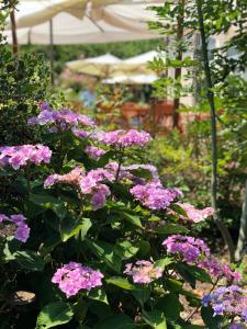 - un bouquet de fleurs violettes dans un jardin dans l'établissement Il Baco Da Seta, à Manta