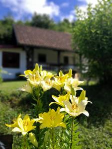 Zahrada ubytování Holiday Home Nektar Park