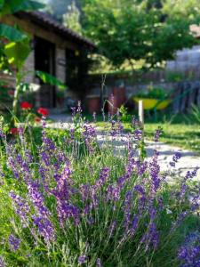 Zahrada ubytování Holiday Home Nektar Park