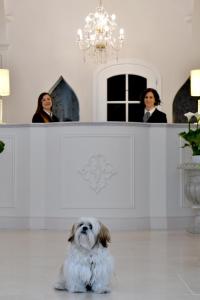 Domácí mazlíčci ubytovaní s hosty v ubytování Minori Palace