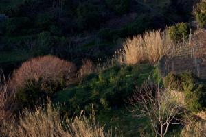 a hillside with grass and trees in a field at Arbanella in Corniglia