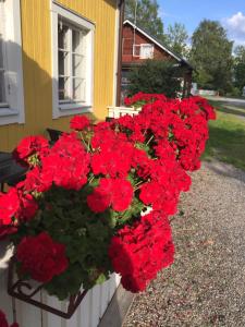 a bunch of red flowers in a window box at Enecopia Bed & Breakfast in Enköping +23 photos