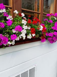 ミクロフにあるペンション ウ ジャバカの窓枠に色とりどりの花が飾られた窓枠
