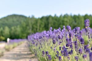 Un mazzo di fiori viola in un campo di Highland Furano a Furano