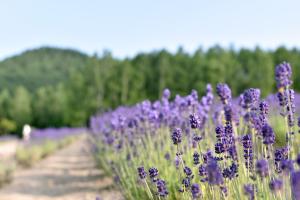 a bunch of purple flowers in a field at Highland Furano in Furano