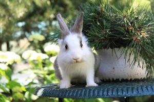 un conejo sentado en una mesa junto a una planta en Boutique Vila Artemide en Palanga