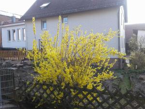 a bush with yellow flowers in front of a house at Kreuzdellenhof Ferienzimmer in Hembach