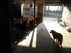 a dog walking in a barn with a group of cows at Kreuzdellenhof Ferienzimmer in Hembach