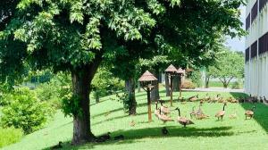 a group of birds standing in the grass near a building at Landmark Inn in Sevierville