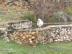 un pájaro parado sobre una pared de piedra en Casa Valentina en Villar de Otero
