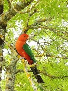 a red and green bird sitting on a tree branch at Jamieson Valley Retreat in Howqua