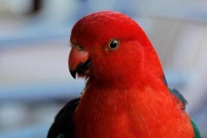 un pappagallo rosso guarda la telecamera di Jamieson Valley Retreat a Howqua