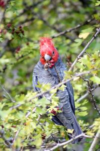 un uccello rosso seduto su un ramo di un albero di Jamieson Valley Retreat a Howqua