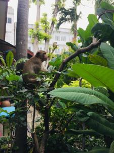 a monkey sitting on top of a tree at Noom Guesthouse in Lop Buri