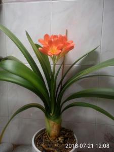 un fiore arancione in una pentola in una stanza di Casa Alpina a Cencenighe