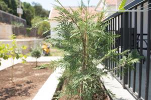 a small pine tree sitting next to a fence at Trsteno Beach Apartments in Budva