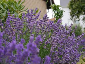 صورة لـ Haus Philipp في باد أوراش