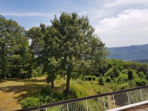 a tree on top of a hill with a fence at Petit moment de Bonheur in Turckheim