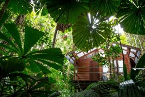 a tree house in the jungle with green plants at Daintree Wilderness Lodge in Daintree