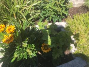 Jardí fora de Haus Tschirgantblick